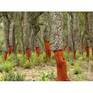  Freshly Stripped Cork Oaks, Catalunya (Catalonia), Spain 