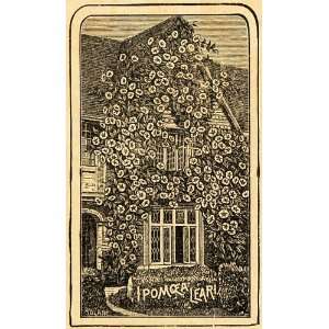  1892 Print Ipomoea Leari Flowers Morning Glories Art 