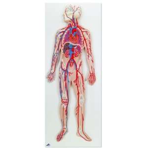3B Scientific G30 Circulatory System Model, 31.5 x 11.8 x 2.4 