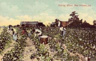 FIELD HANDS SLAVES PICKING COTTON NEW ORLEANS, LA  