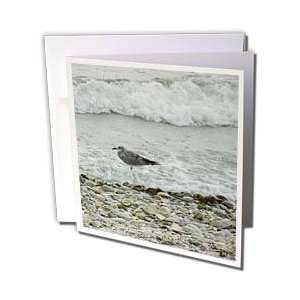  Florene Birds   Watch the Waves   Greeting Cards 12 