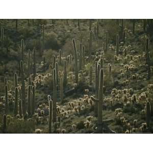 Cacti Near Tucson, Arizona National Geographic Collection Photographic 