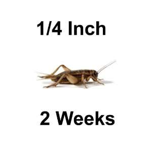  500ct Live Crickets, 2 Week Old Apx 1/4 Inch, 4 Cents Ea 
