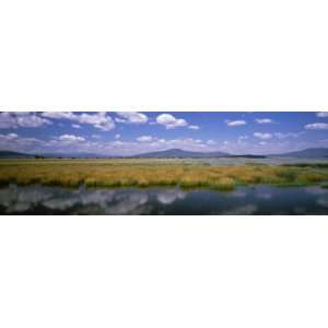 View of Weeds in the Wetlands, Meiss Lake National Wildlife Refuge 