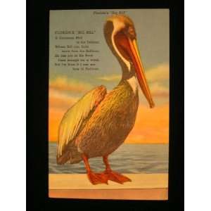   Big Bill (Pelican) Unused 50s Postcard not applicable Books