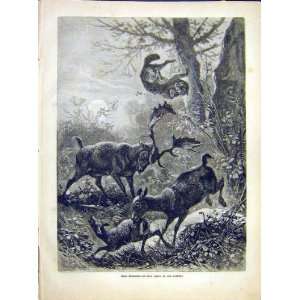  Deer Fawn Wild Cat Protect Fight Animal Nature 1882: Home 