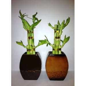  Two 5 Piece Lucky Bamboo Arrangements in Ceramic Vases 