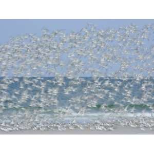  White Blur of Terns Taking Flight, Tierra Verde Key, Fort 