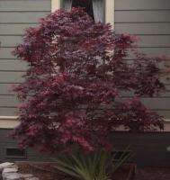 Red Japanese Maple (A. palmatum atropurpureum) 100+SEED  