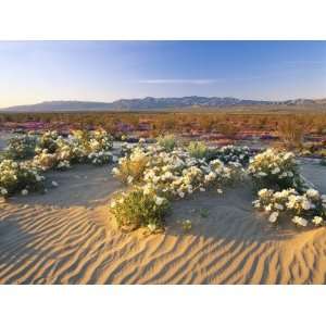  Flowers Growing on Dessert Landscape, Sonoran Desert, Anza Borrego 