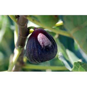  Texas Everbearing Edible Fig Plant   Ficus carica   Sweet 