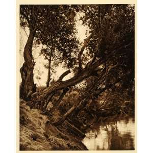 1925 Jordan River Shoreline Bank Palestine Photogravure 