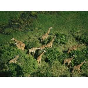  Herd of Giraffe Grazing in Trees on an African Plain 