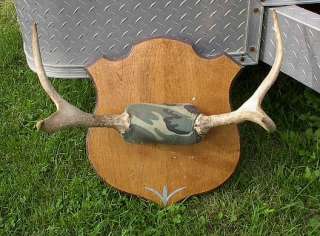 LARGE Moose 4 Point Shed Taxidermy Horns 22x12 Antlers  
