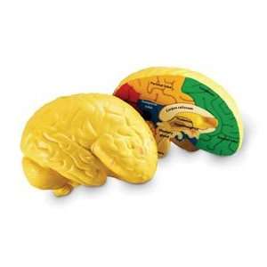 Learning Resources Human Brain Cross Section Model with Activity Guide 