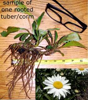   DAISY LARGE 3 TUBERS * White ALASKA Plants/Cut Flowers/Corms  