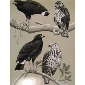  Eagles Hawks & Falcons Common Black Hawk Birds Plate: Home 
