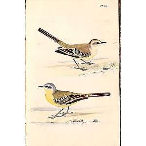  Grey Headed Wagtail Meyer H/C Birds 1842 50
