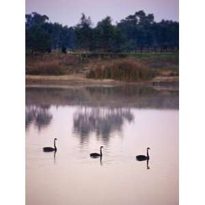 Black Swans Glide across a Misty, Still Wetland Surface before Dawn 