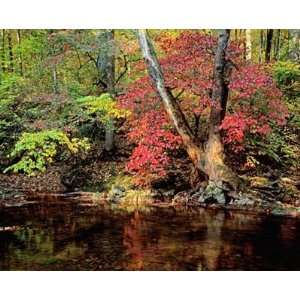  Dogwood In Autumn Finery Wall Mural
