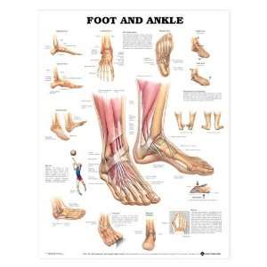 Foot Ankle Anatomical Chart:  Industrial & Scientific