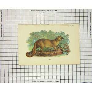  Antique Colour Print Eyra Wild Cat Animal Nature