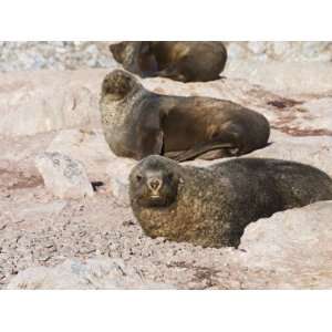  Fur Seals, Gourdin Island, Antarctic Peninsula, Antarctica 