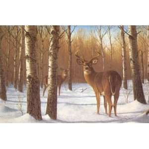  Gary Sorrels   Early Winter Whitetail Deer