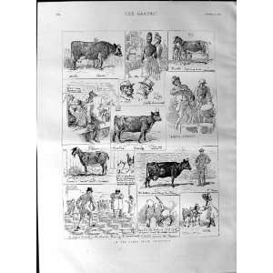    1887 Scenes Dairy Show Islington Cattle Cows Goats