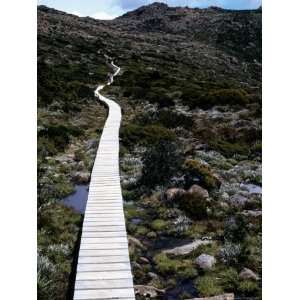  Boardwalk Over Fragile Plants of Mount Field National Park 