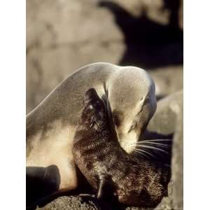  Galapagos Sea Lion, Punta Suarez, Galapagos Premium 