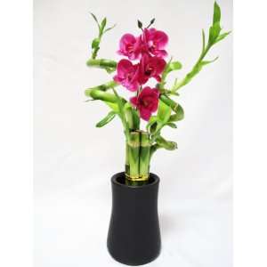     Live Spiral 5 Style Lucky Bamboo Arrange w/ Orchid & Ceramic Vase