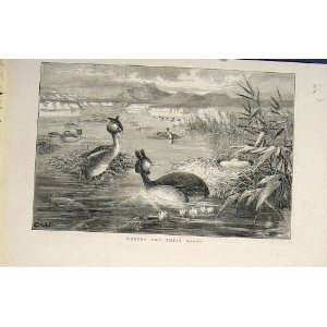  Grebes Grebe Bird Birds Flora Fauna Old Print 1882