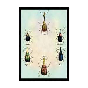  Beetles From Around the World #1 12x18 Giclee on canvas 