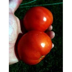 Saint Pierre Tomato 4 Plants   Grows Well in Bad Weather 