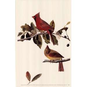 Northern Cardinal by John James Audubon 11.00X17.00. Art 