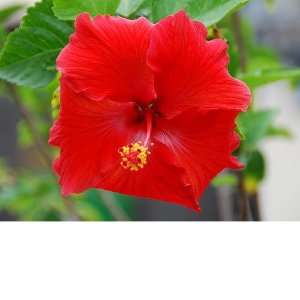  Hawaiian Red Hibiscus Cutting 4 Pack Patio, Lawn & Garden