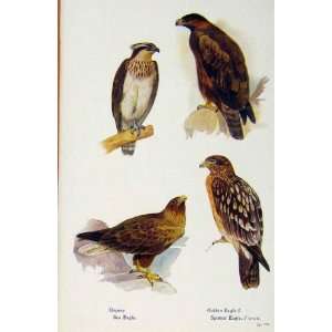  British Birds By W Foster Osprey Golden Eagle Old Print 