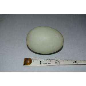  Blown Mallard Duck Egg Shells   1 Dozen Arts, Crafts 