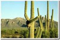 Saguaro Cacti Arizona Desert   Cactus Print NEW POSTER  