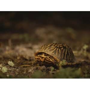  A Nervous Female Ornate Box Turtle Retreats into Her Shell 