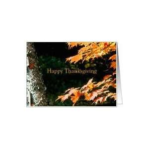  Happy Thanksgiving Birch Tree Orange Maple Leaves Card 
