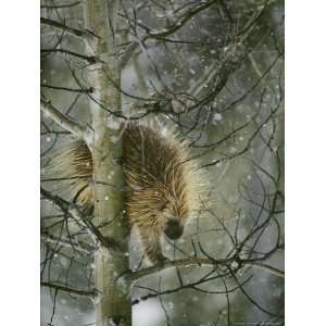 com A North American Porcupine Climbs Down a Tree in the Snow Animals 