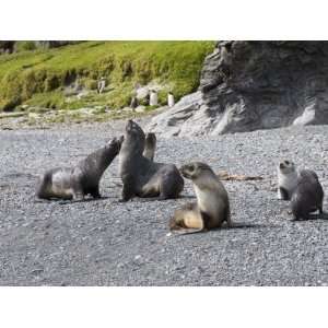 Fur Seals, Fortuna Bay, South Georgia, South Atlantic Photographic 