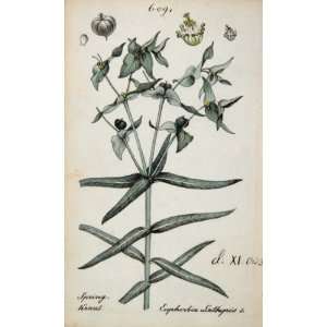 1826 Euphorbia Lathyris Moleplant Botanical Print   Hand 