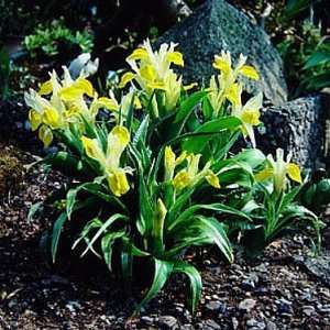  Golden Juno Bucharica Iris 10 Seeds   Perennial Patio 