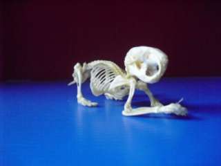 Skeleton  Golden/Bear Hamster Skeleton *** CUTE ***  