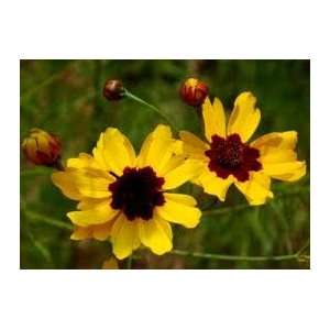  Plains Coreopsis, Tall (Coreopsis tinctoria) Seed   By The 