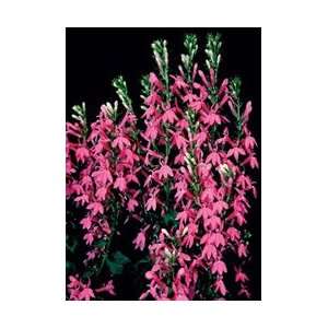  Lobelia   Monet Moment Perennial Flower Patio, Lawn 