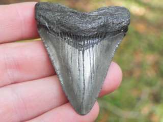 Megalodon Fossil Miocene Sharks Tooth WHALE UNDERTAKER  
